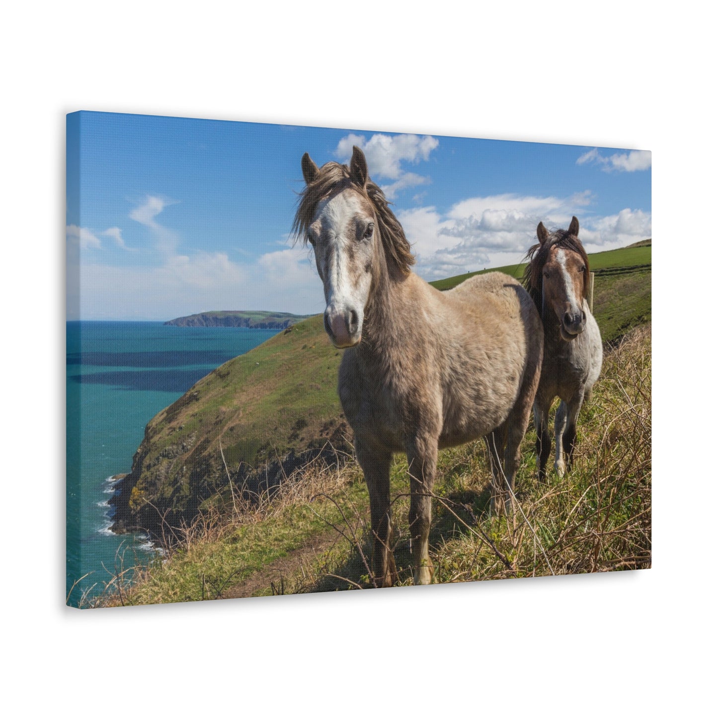 Classic Canvas Two Horses