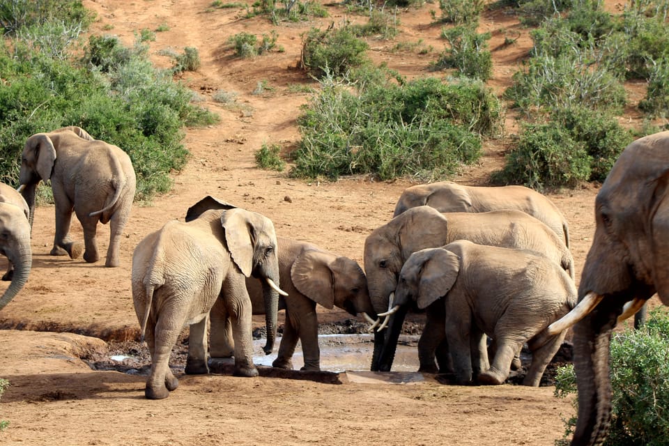 Travel Guide of the Addo Elephant National Park South Africa