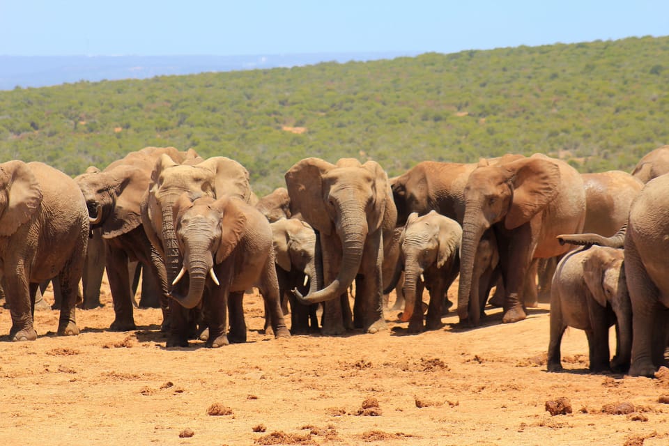 Travel Guide of the Addo Elephant National Park South Africa