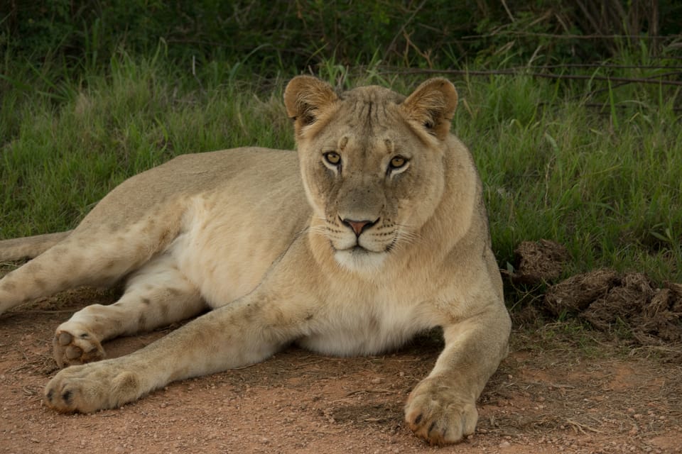 Travel Guide of the Addo Elephant National Park South Africa