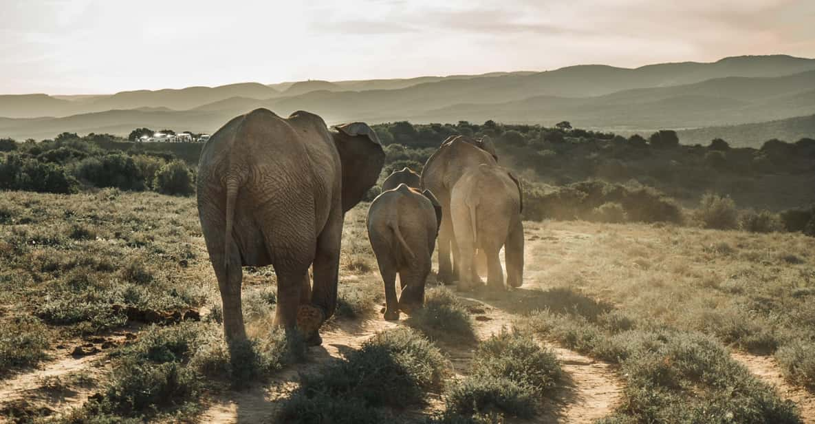 Travel Guide of the Addo Elephant National Park South Africa