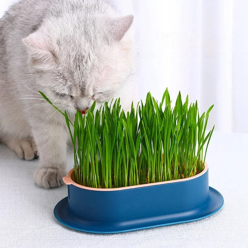 Pet Cat Grass Digestion Growing Tray Cat Mint Planting Box Catgrass Basin Greenhouse Hydroponics Bowl Nursery Pot Grow Box