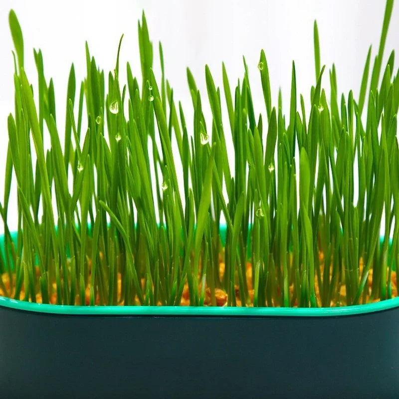 Pet Cat Grass Digestion Growing Tray Cat Mint Planting Box Catgrass Basin Greenhouse Hydroponics Bowl Nursery Pot Grow Box