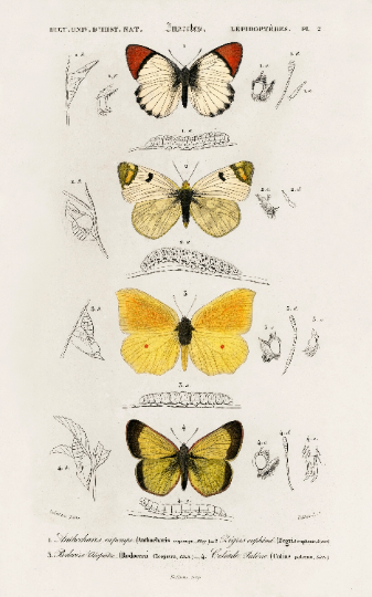 Butterfly illustration vintage from the 19th century, digital file, ready to print, collection of 3 prints