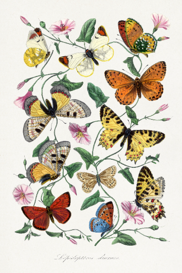 Butterfly illustration vintage from the 19th century, digital file, ready to print, collection of 3 prints