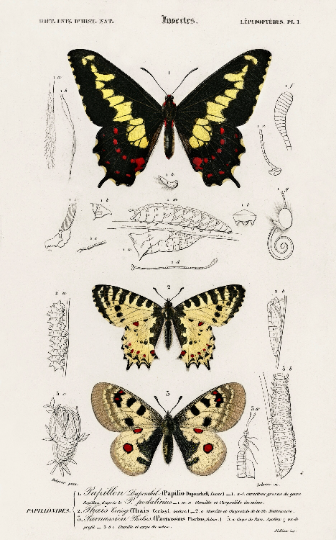 Butterfly illustration vintage from the 19th century, digital file, ready to print, collection of 3 prints