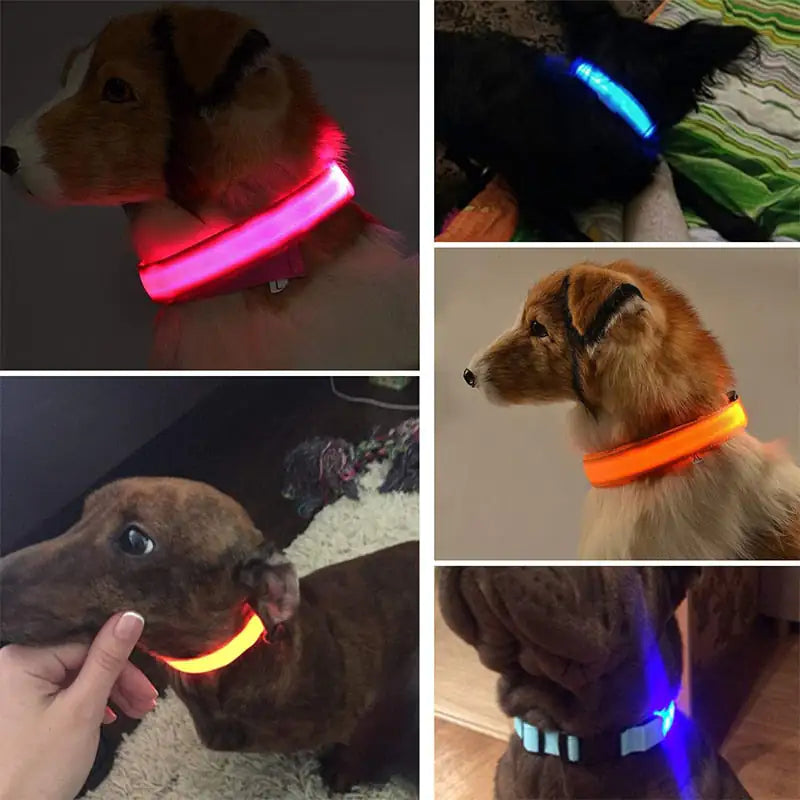 LED Dog Collar For Safe Walking At Night